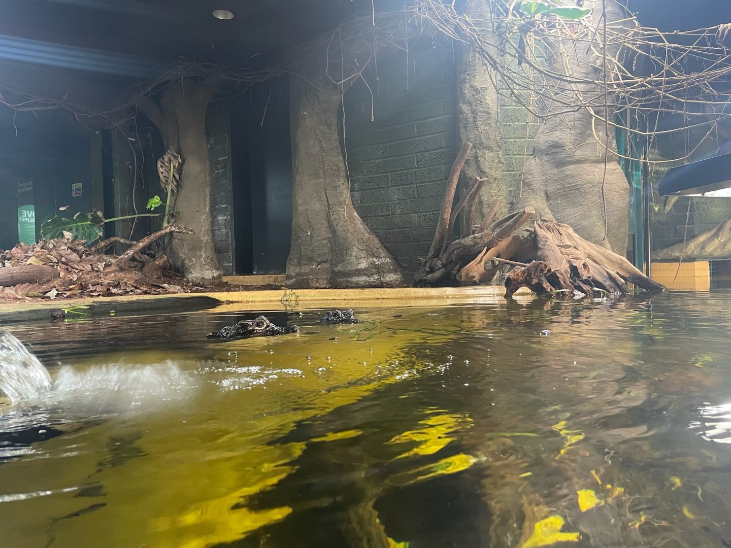 African Dwarf Crocodiles, (Osteolaemus tetraspis)