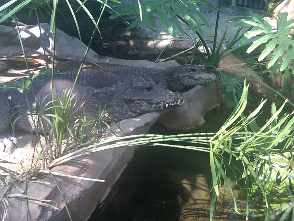 African Dwarf Crocodiles