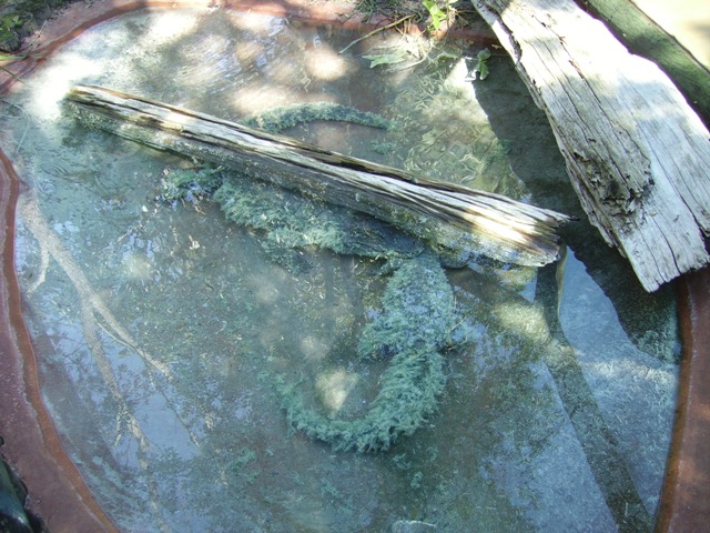 African Dwarf Crocodiles