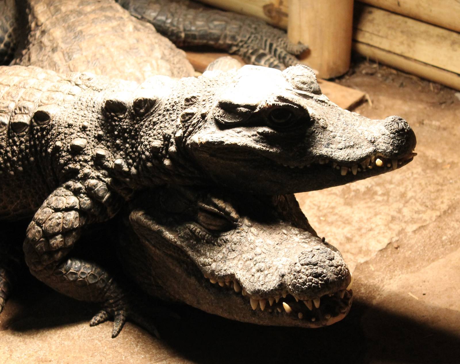 African dwarf crocodiles
