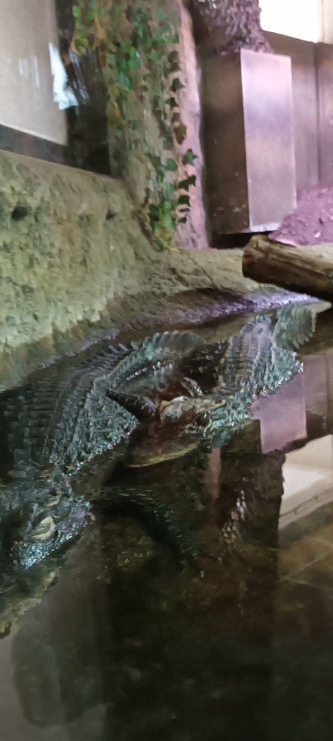 African dwarf Crocodiles