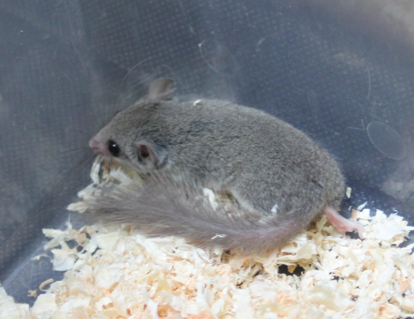African dwarf dormouse - Graphinurus murinus