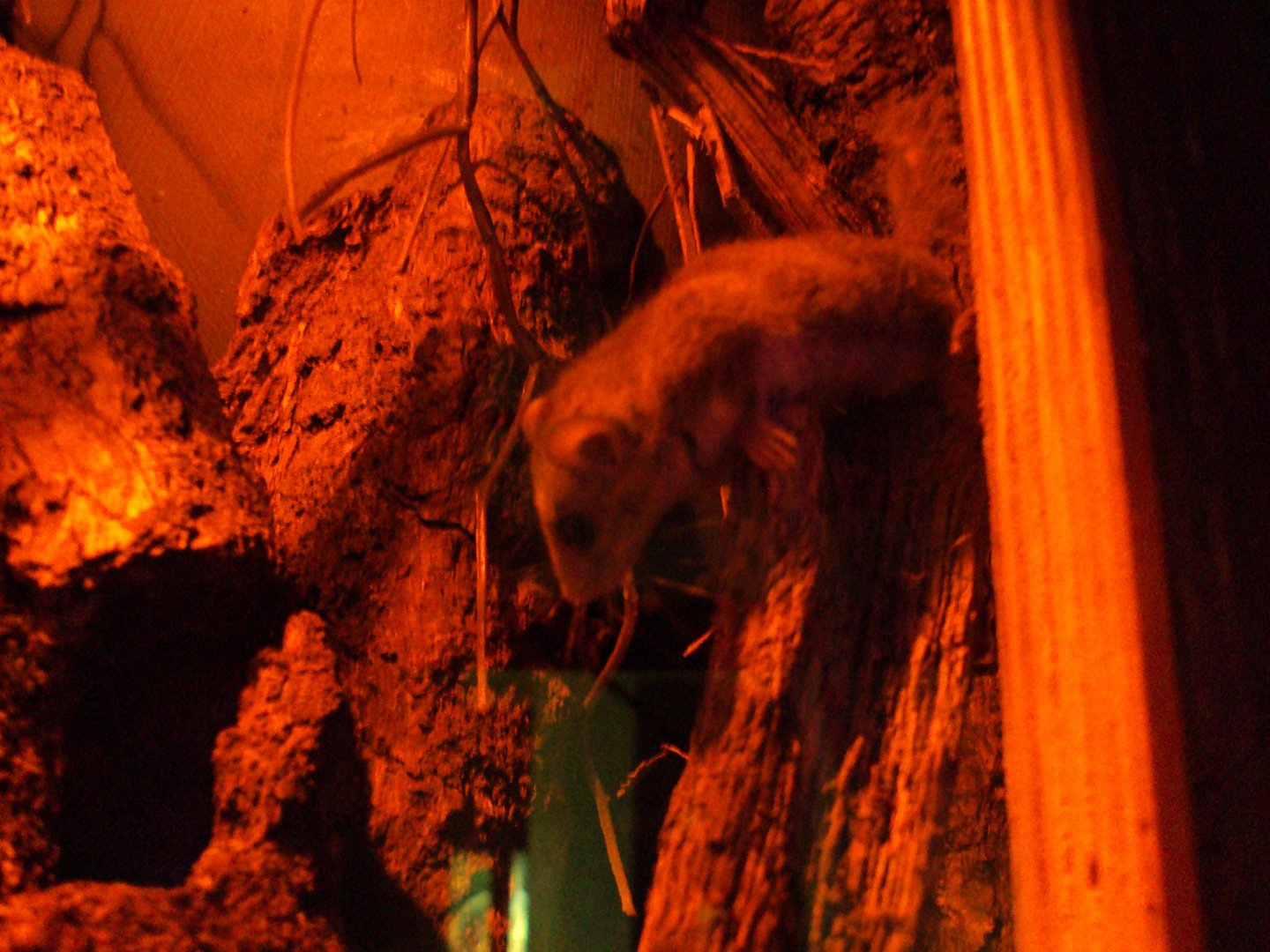 African Dwarf Dormouse (Graphiurus murinus) 23/06/2019