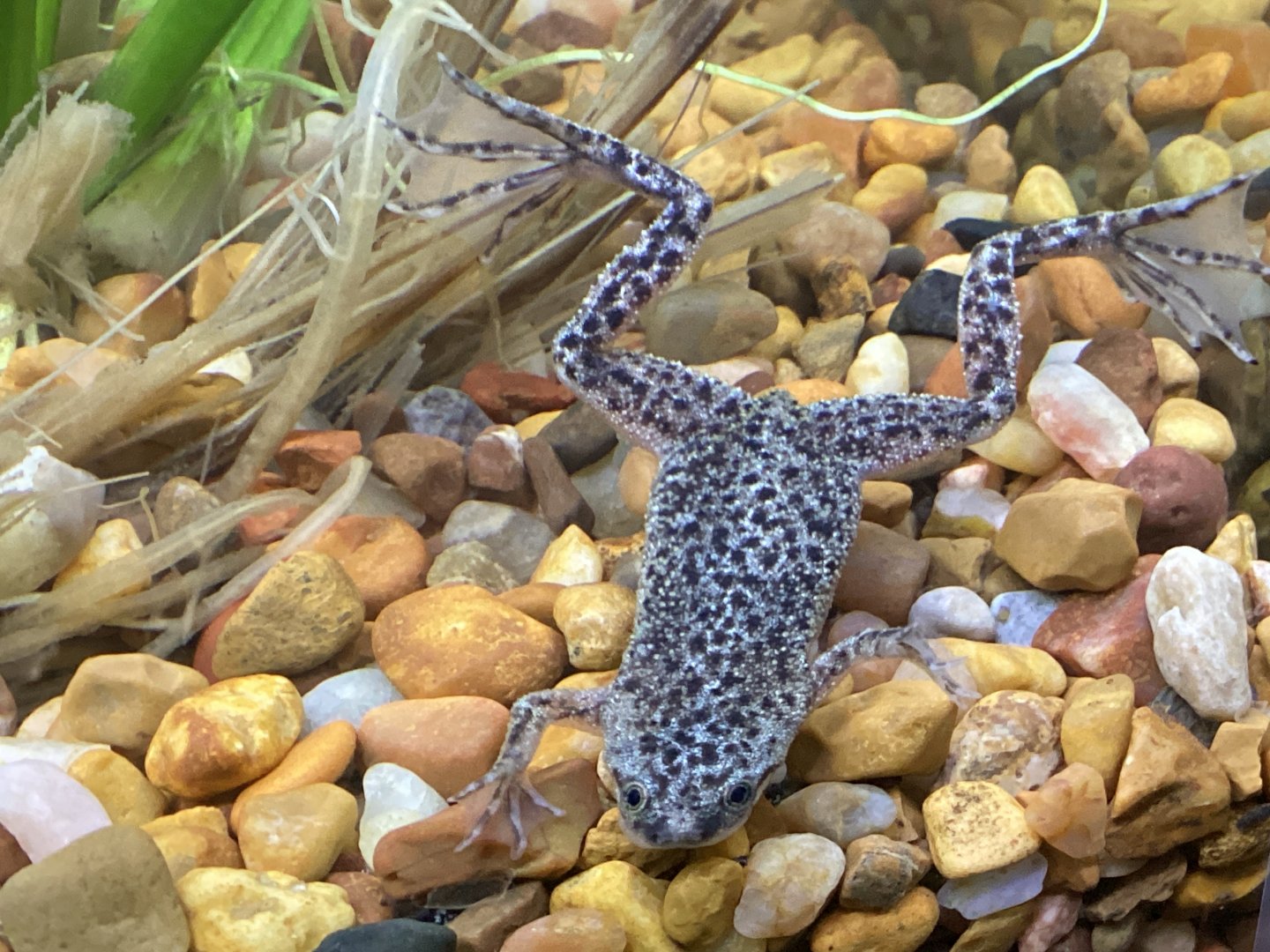 African Dwarf Frog, Species ID and Gender?