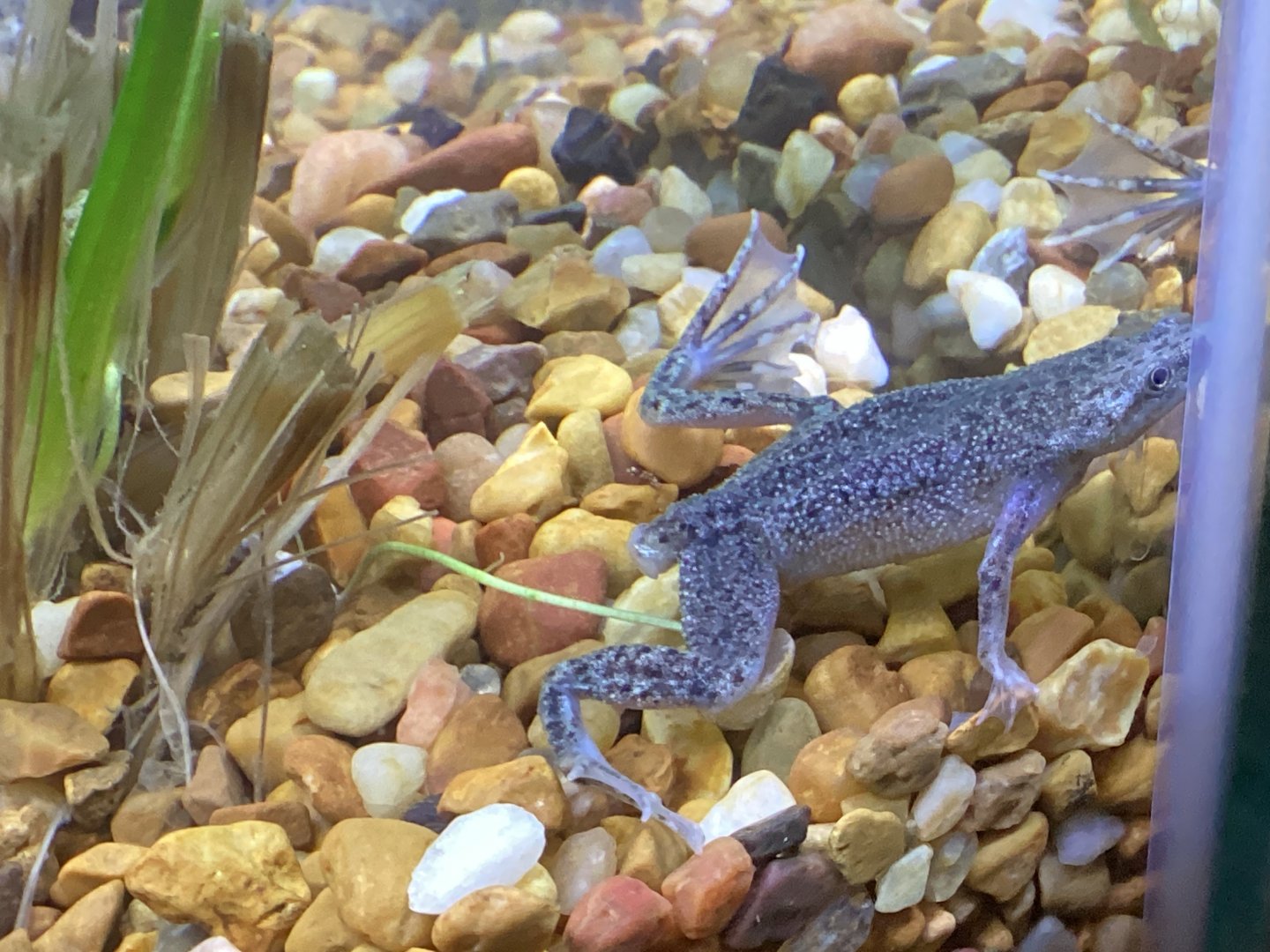 African Dwarf Frog