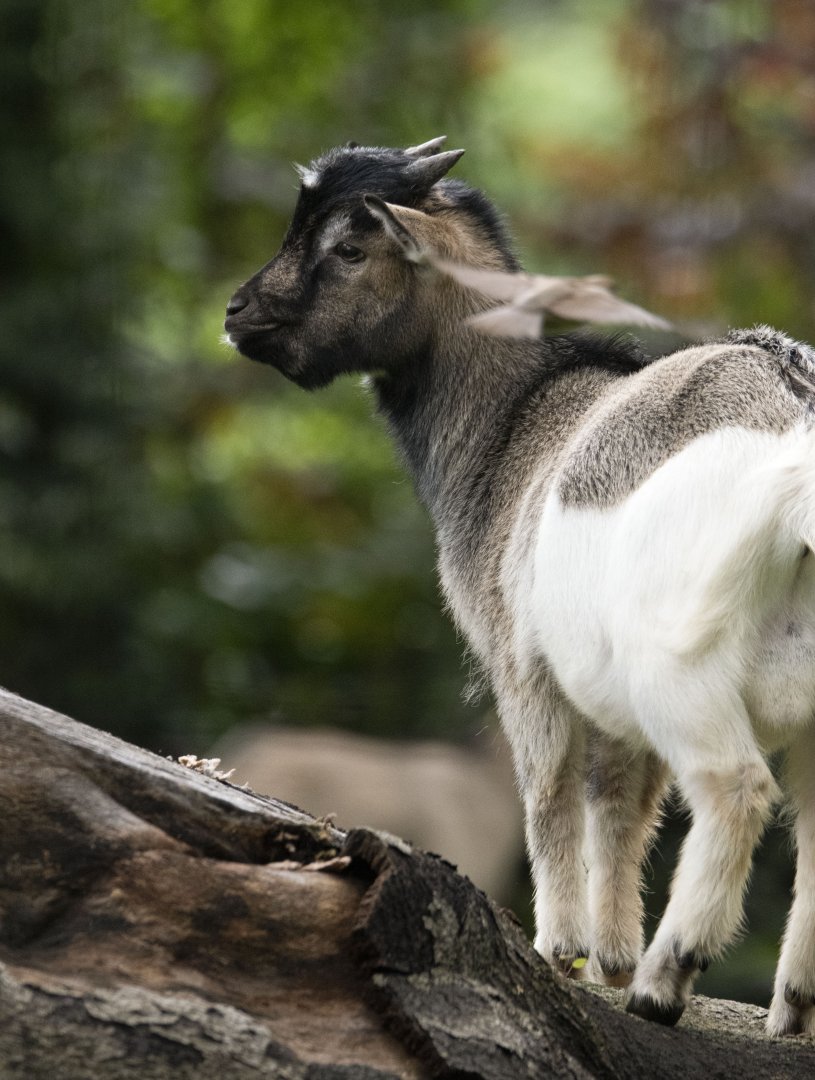 African dwarf goat (Capra aegagrus f. hircus)