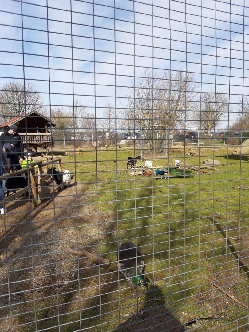 African dwarf Goat, Domestic bunny, Domestic chickens and Blue Indian Peafowl Enclosure