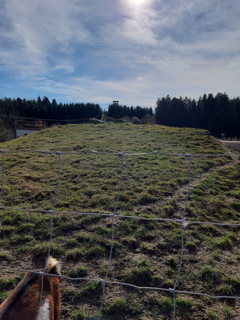 African dwarf Goat Enclosure