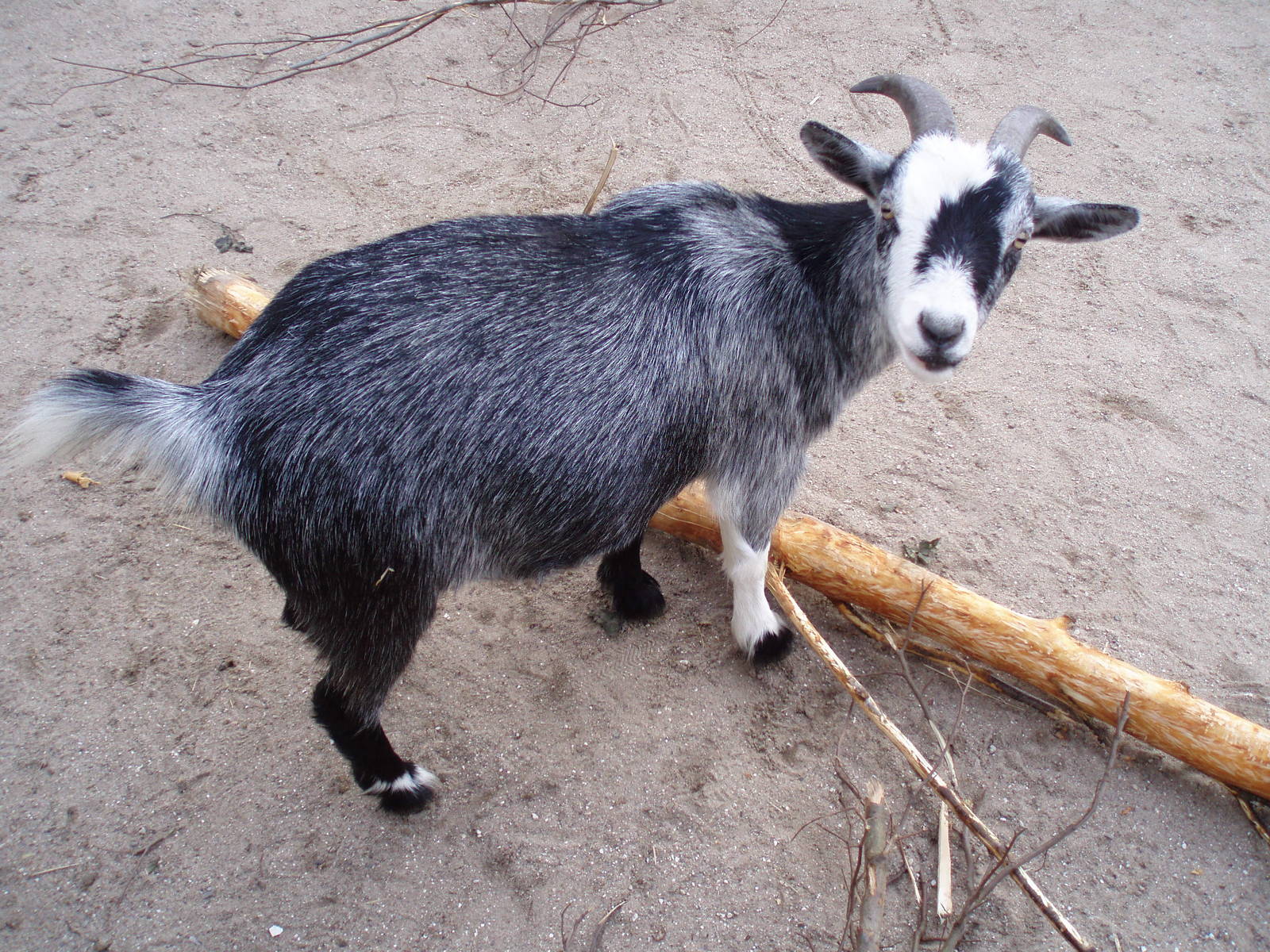 African dwarf goat