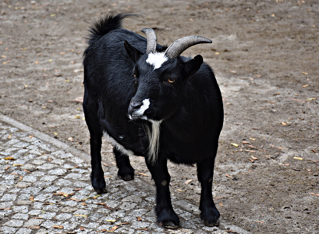 African Dwarf Goat