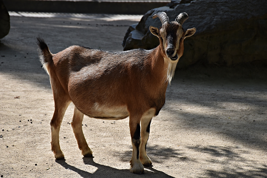African Dwarf Goat
