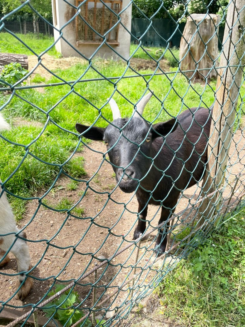 African Dwarf Goat