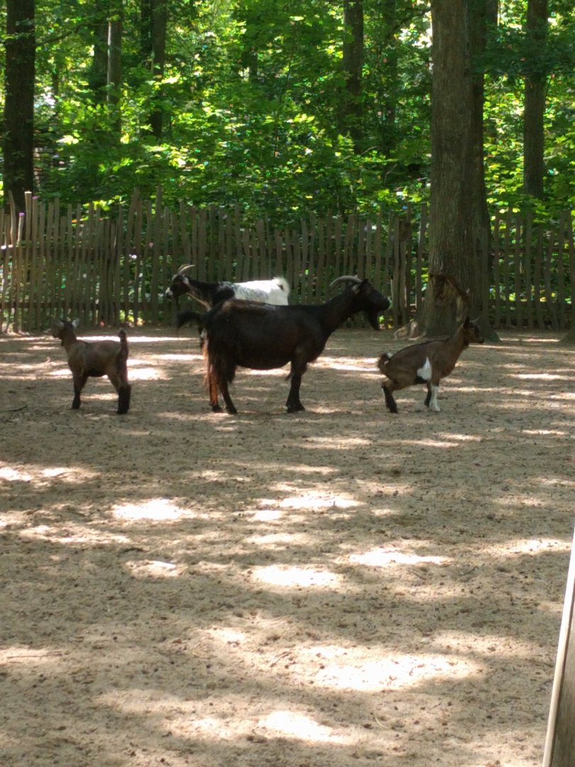 African dwarf Goats