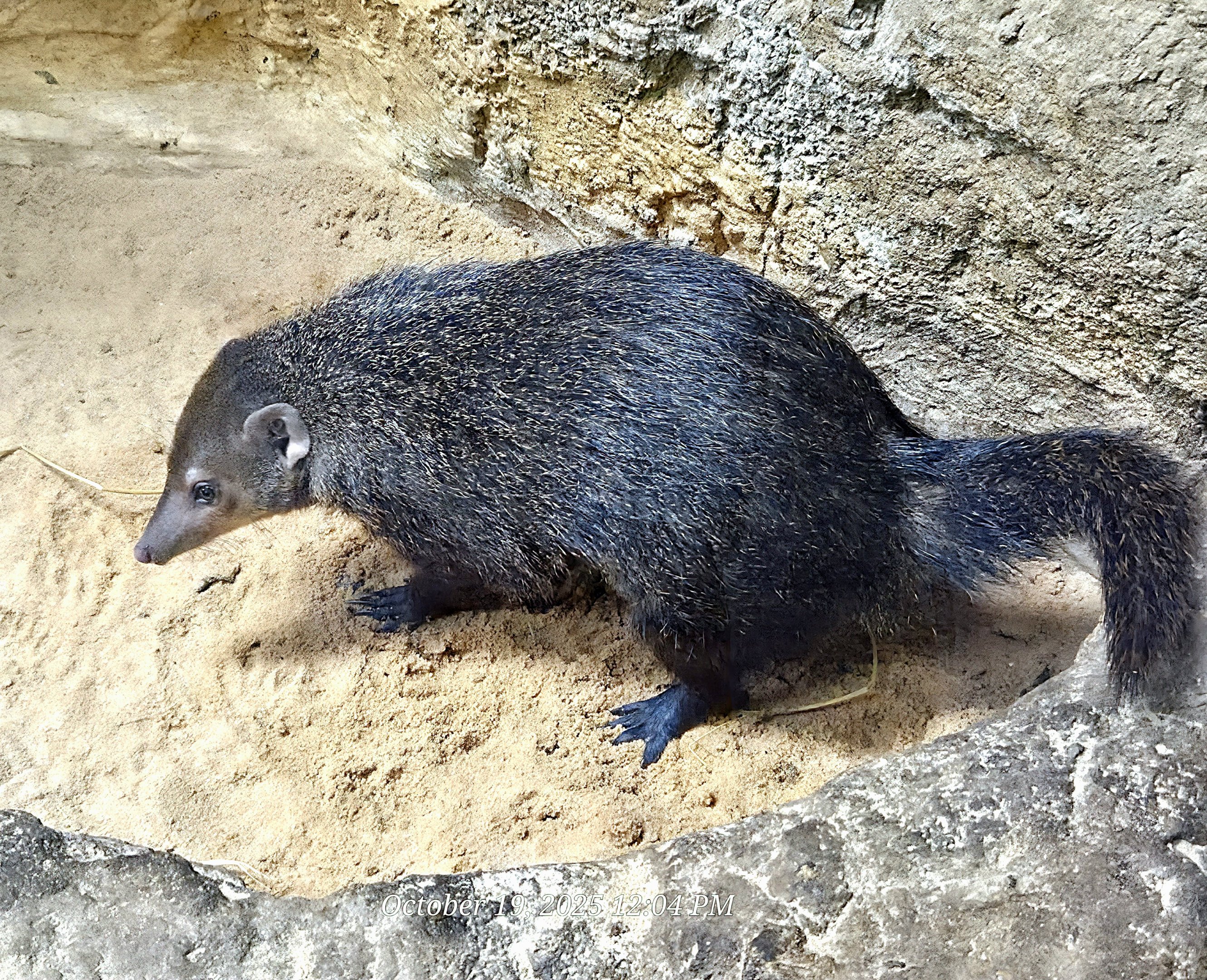 African Dwarf Mongoose - Rainforest Adventures