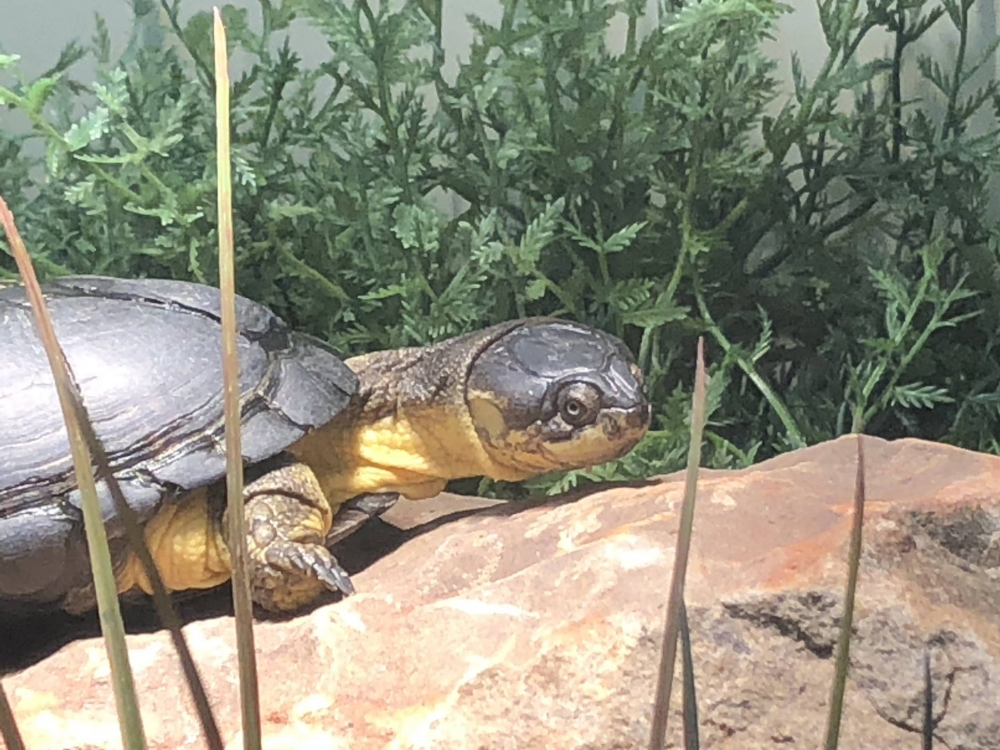 African Dwarf Mud Turtle