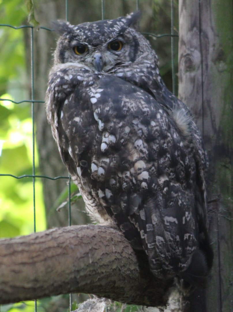 African eagle-owl