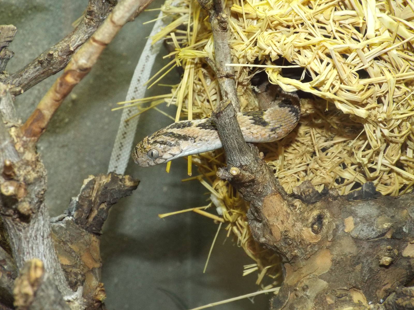 African Egg-eating Snake (Dasypeltis scabra) at Wilhelma - April 10th 2015