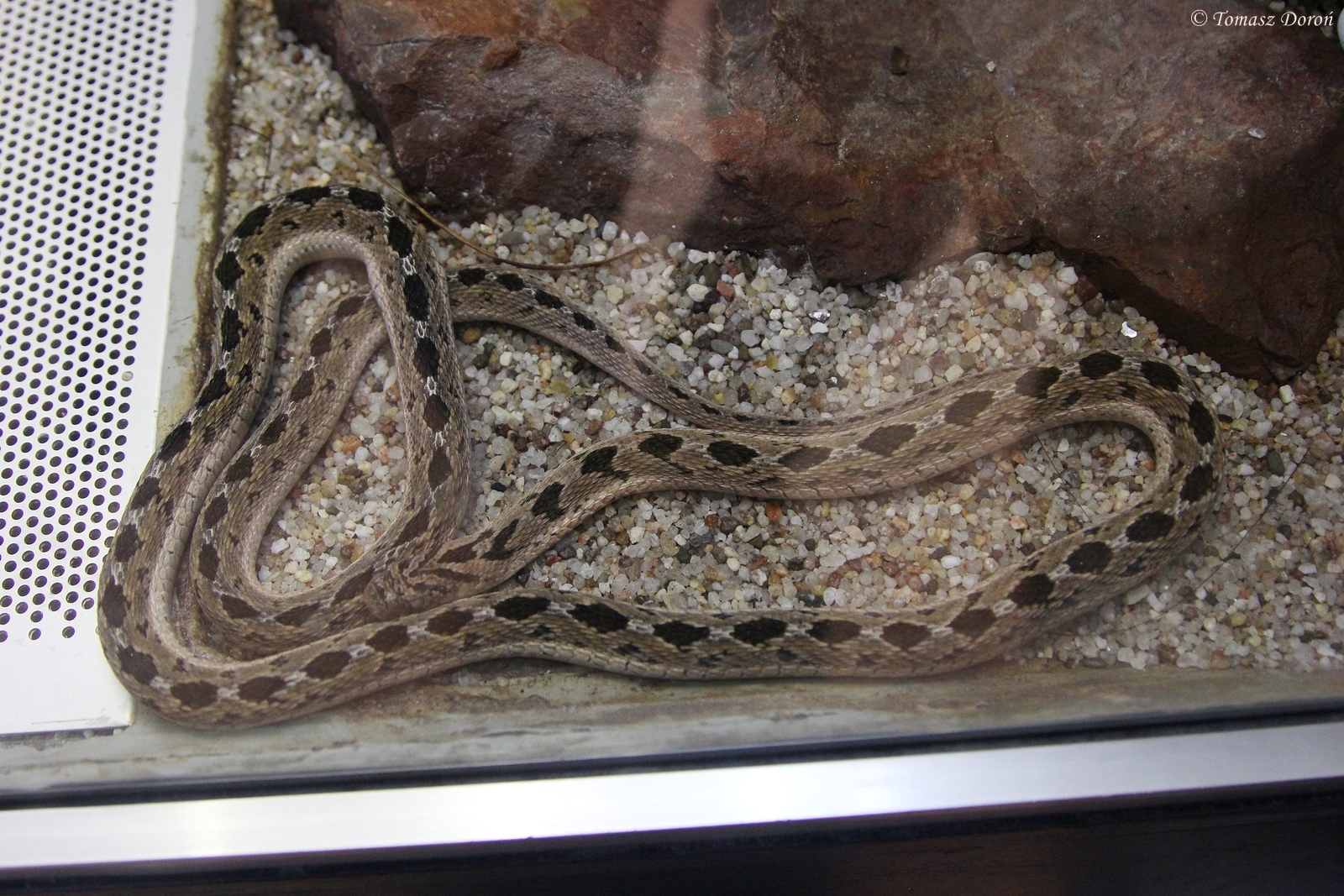 African Egg-eating Snake (Dasypeltis scabra), October 2014
