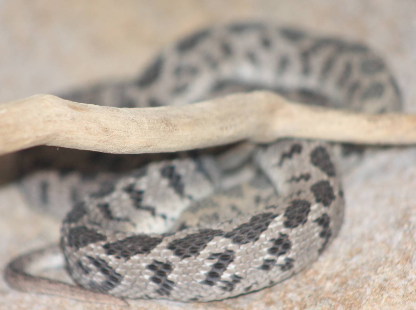 african egg-eating snake