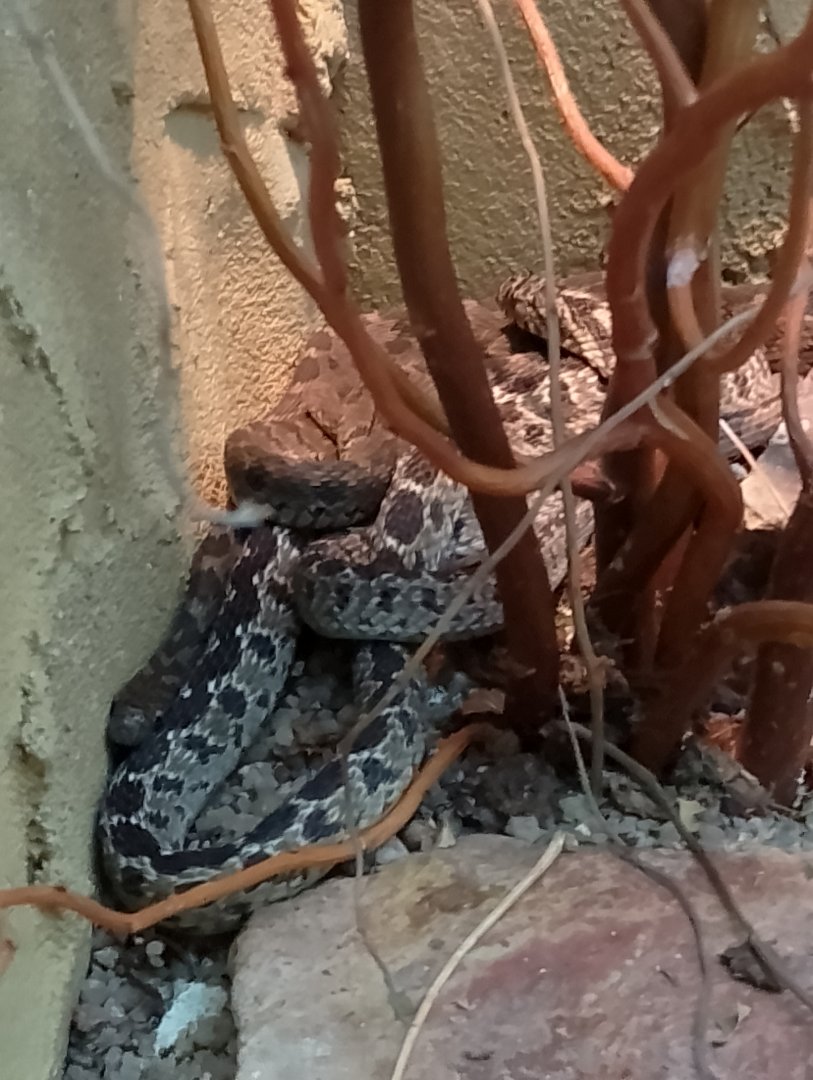 African egg-eating snake