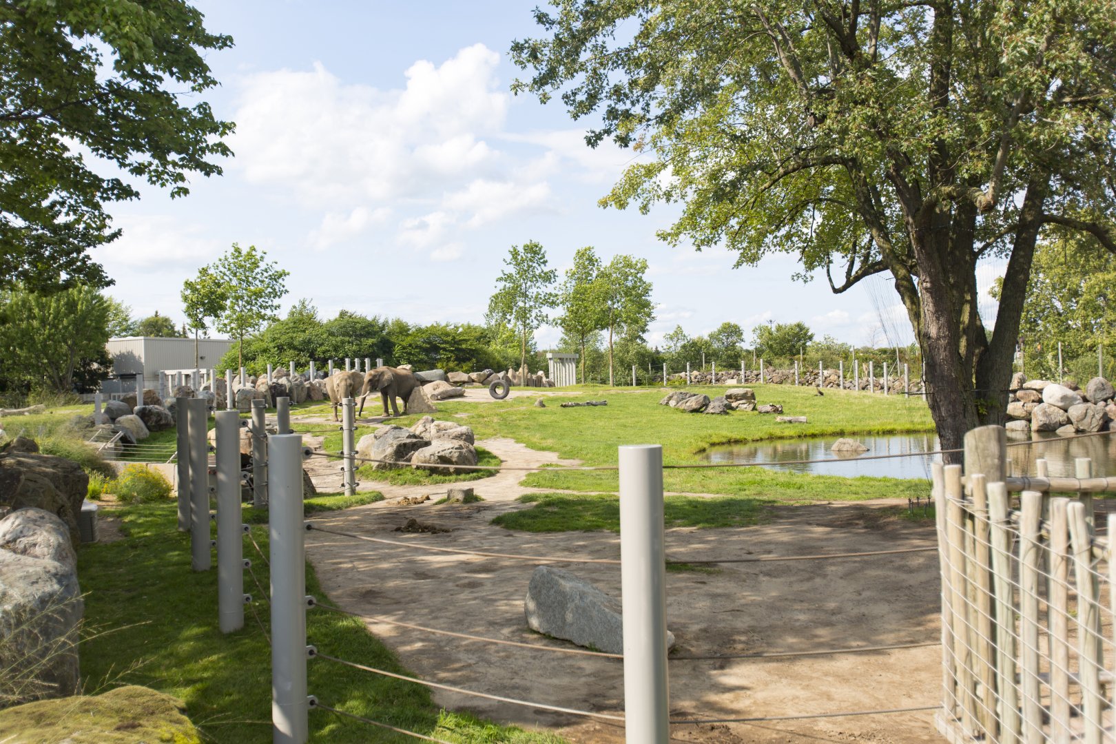 African Elepant Second Yard Side View