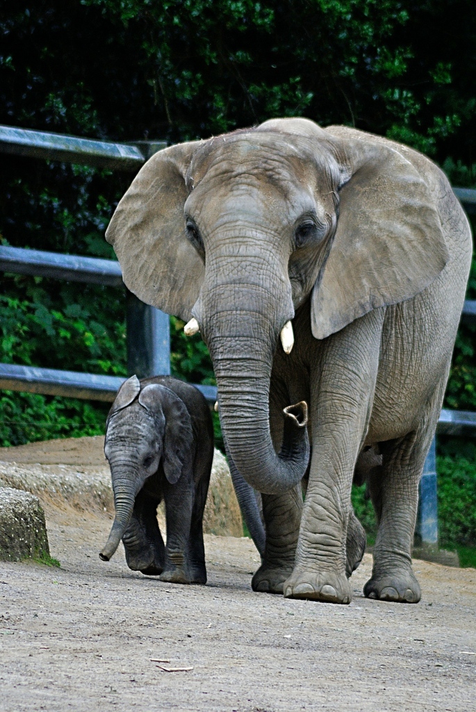African elepant with offspring