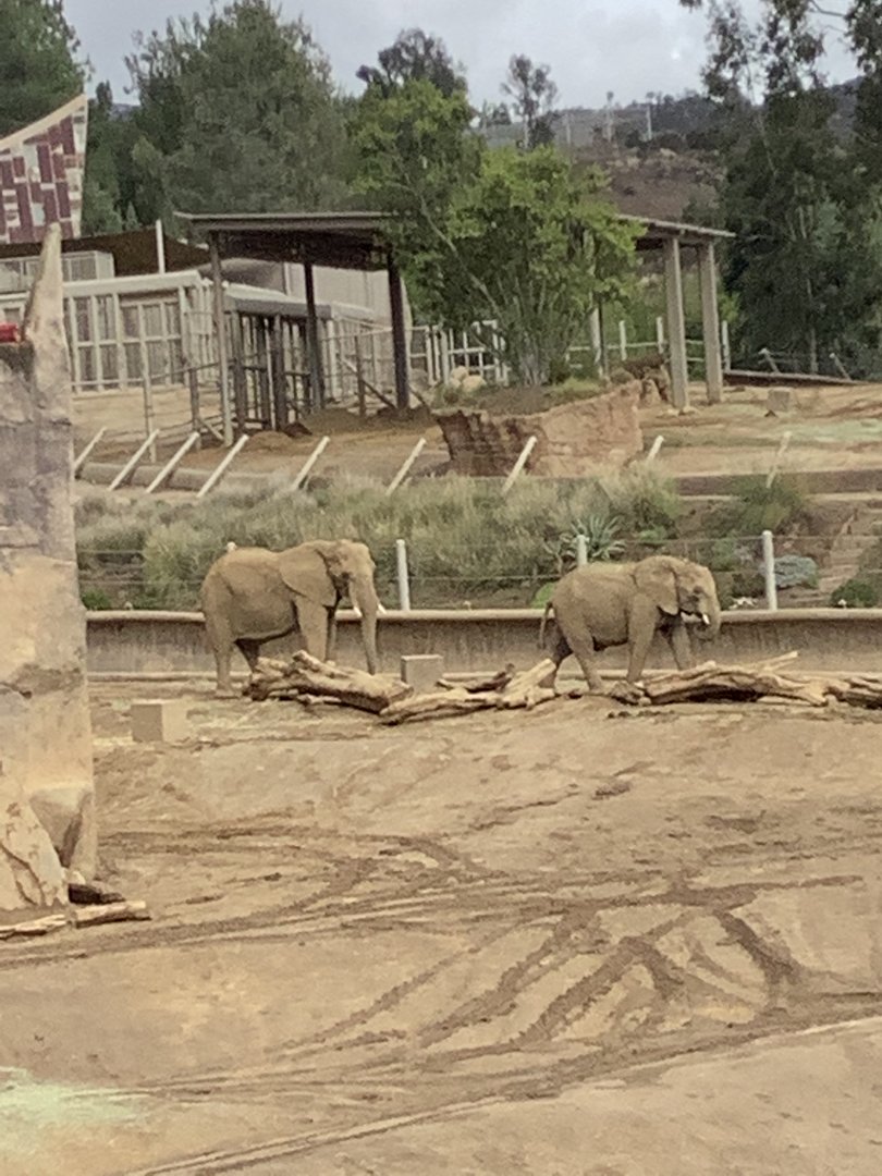 African Elephant 10/9/21