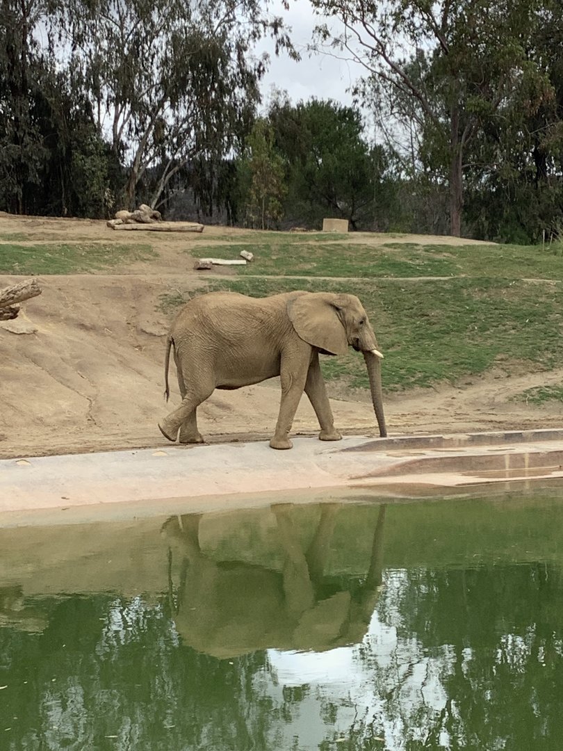 African Elephant 10/9/21