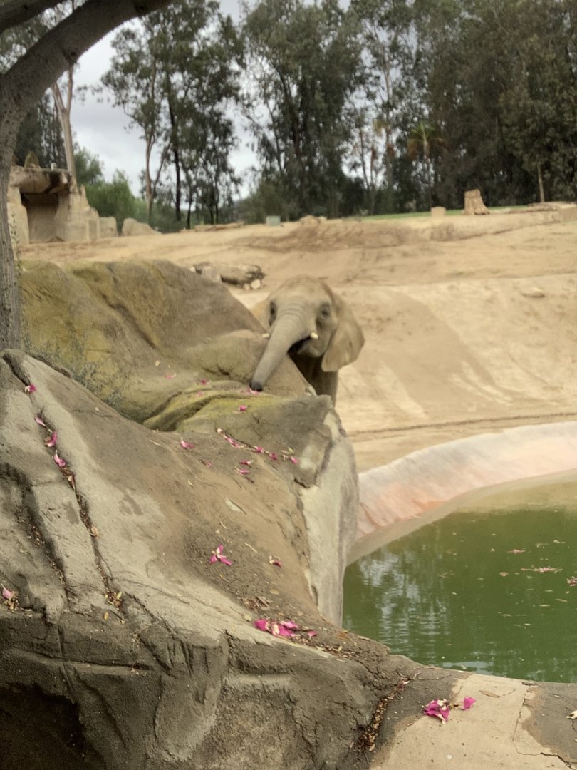 African Elephant 10/9/21