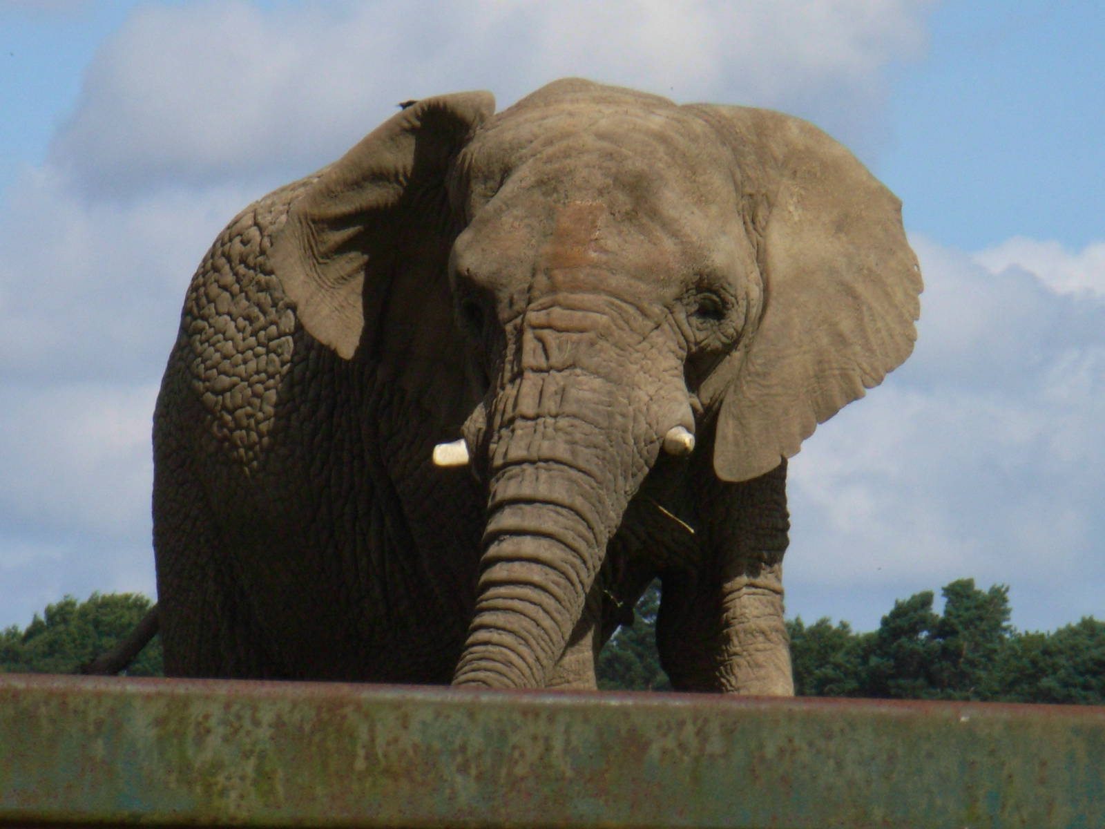 African elephant 11/08/08