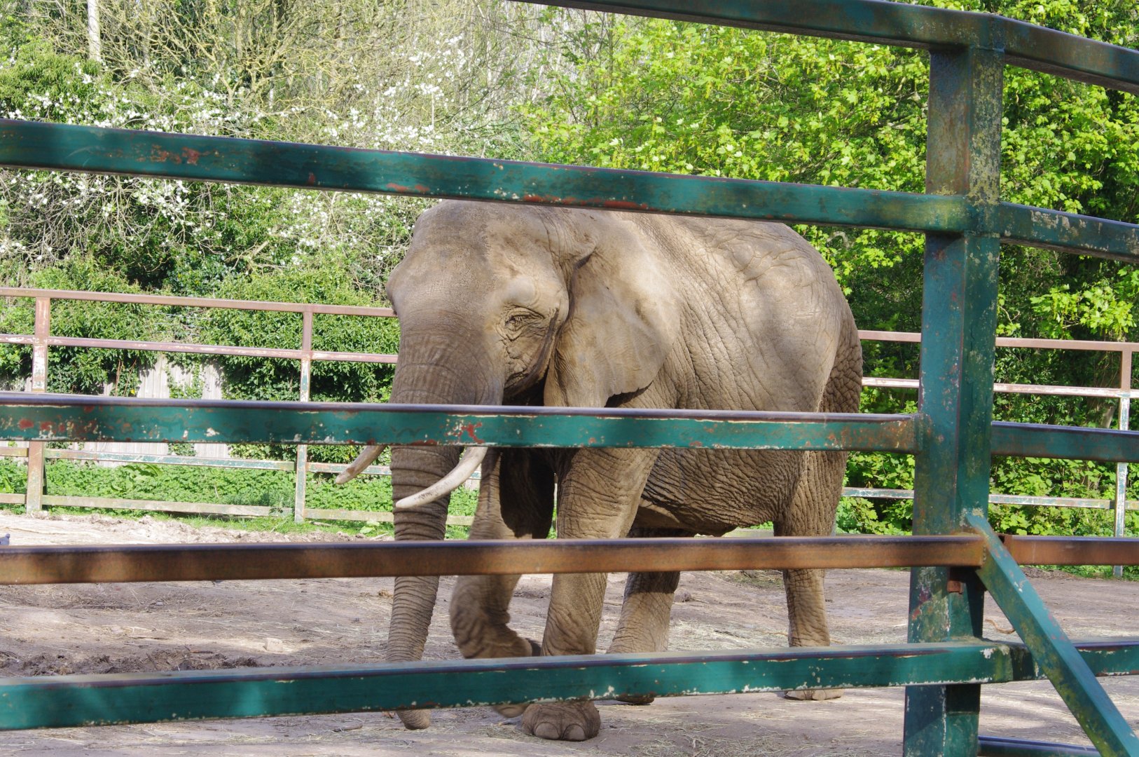 African Elephant-12/4/2024