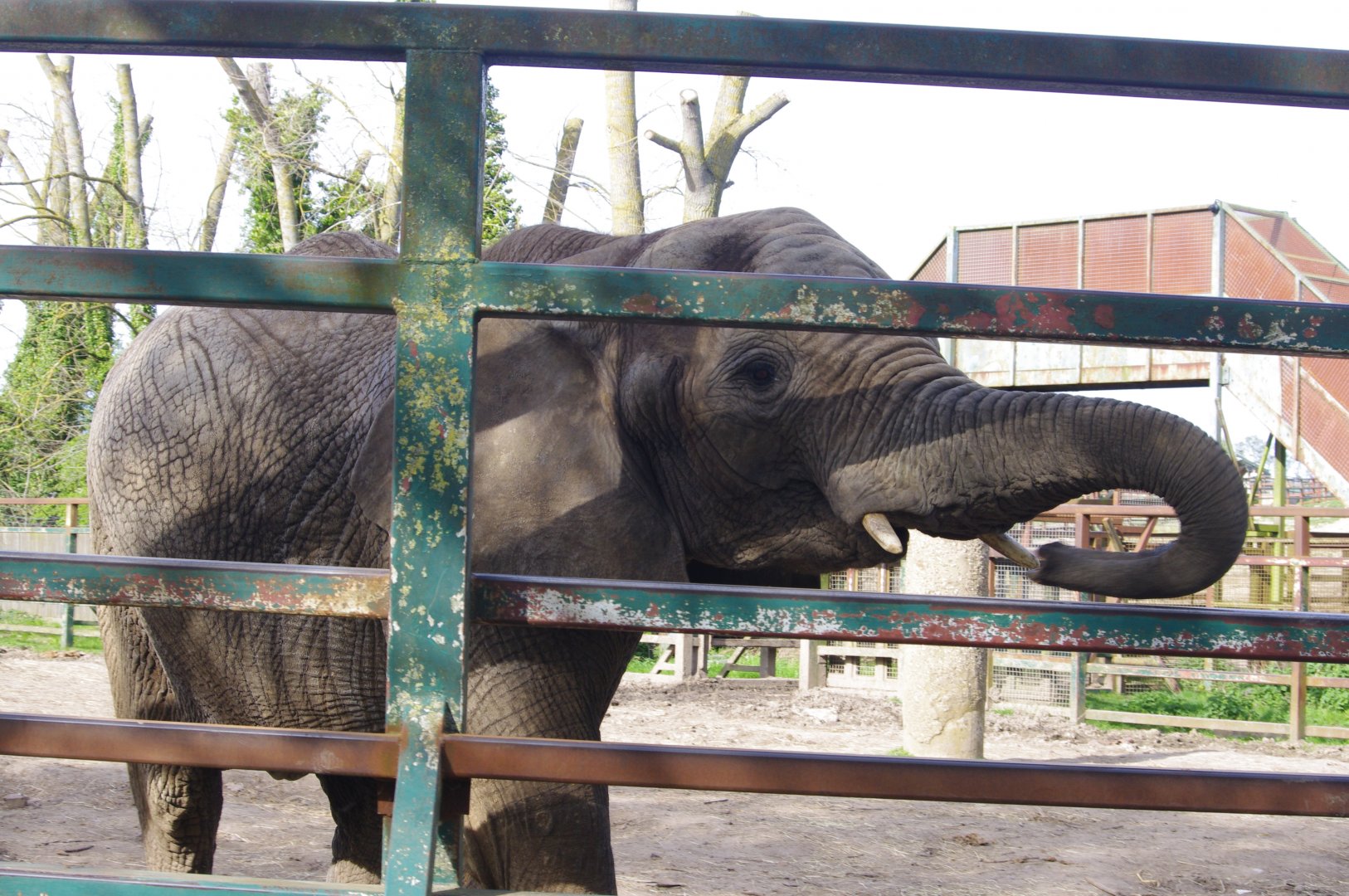 African Elephant-12/4/2024
