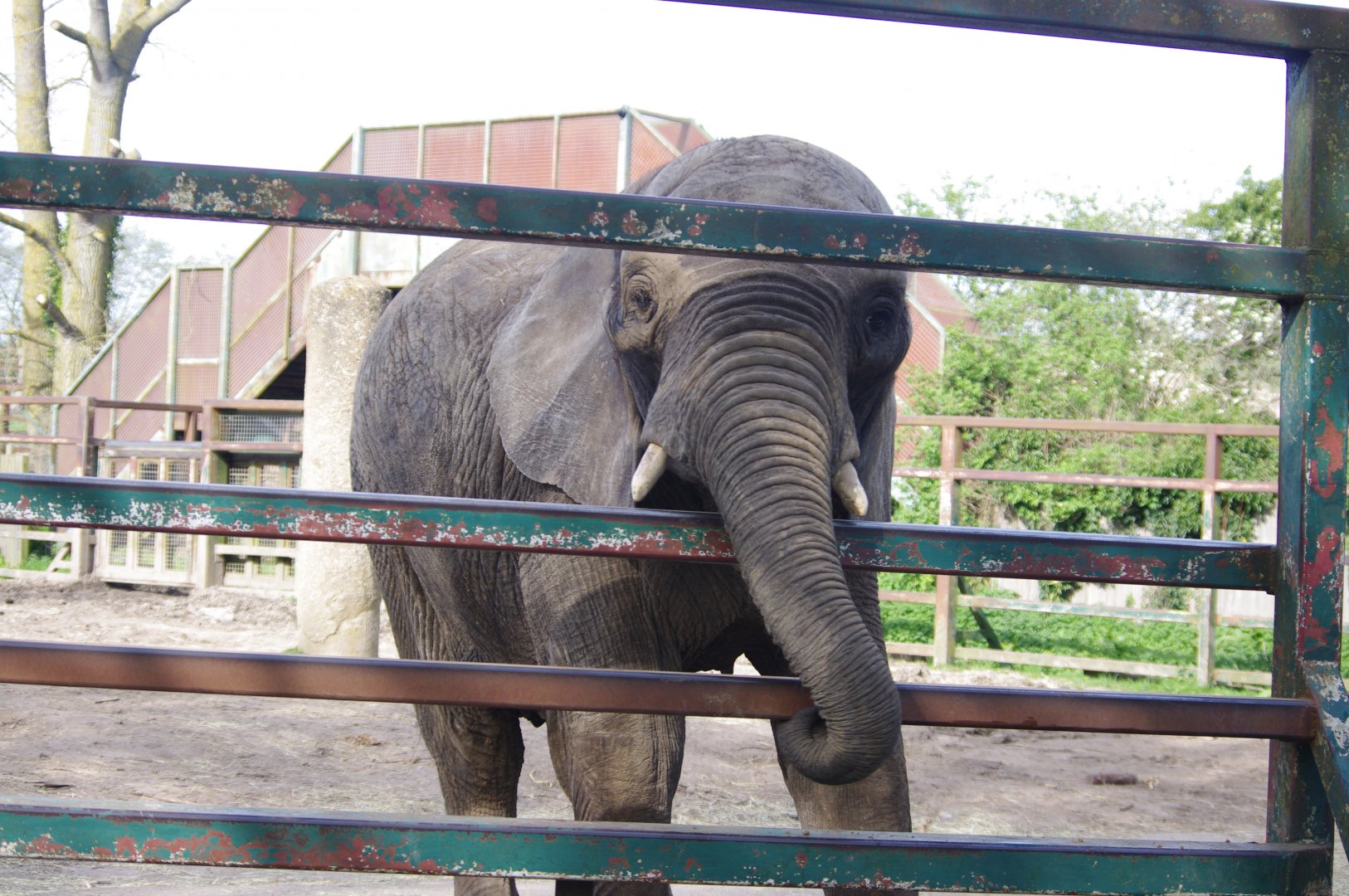 African Elephant-12/4/2024