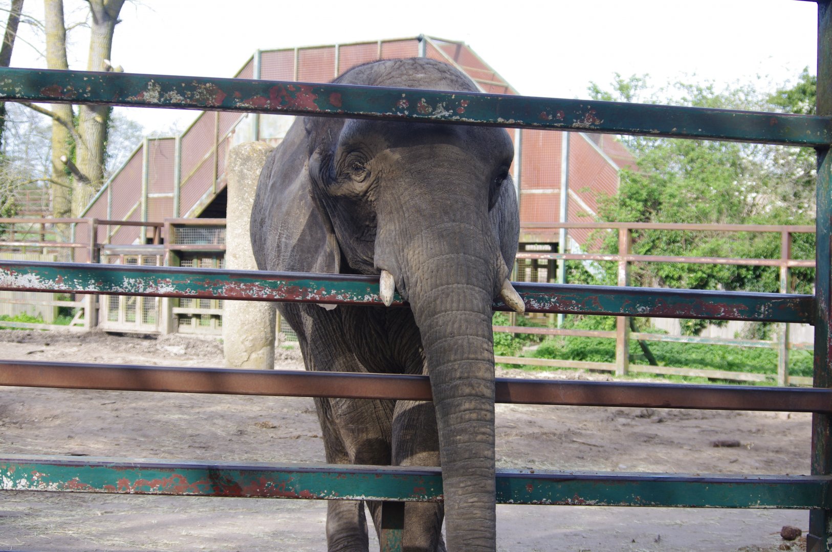 African Elephant-12/4/2024