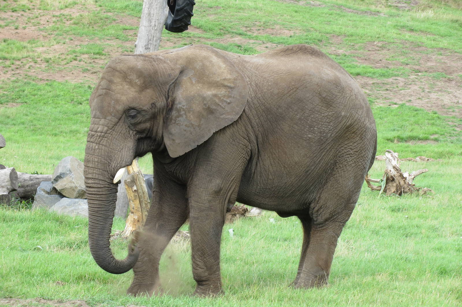 african elephant 120813