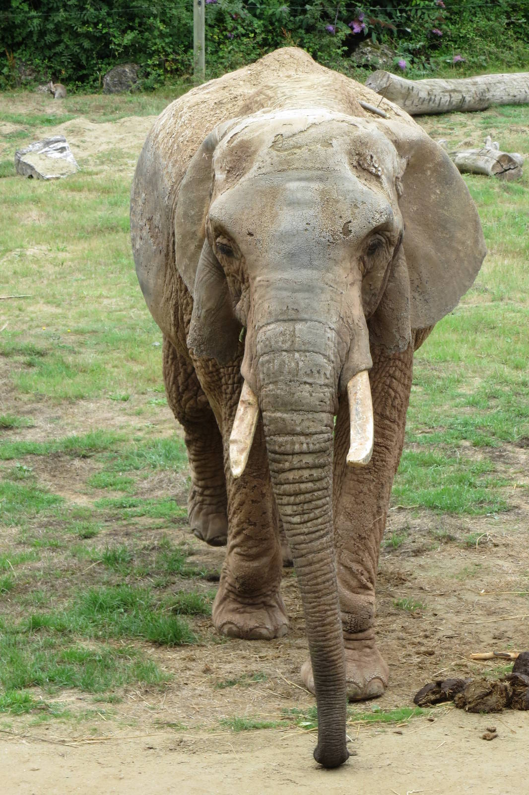 african elephant 140813