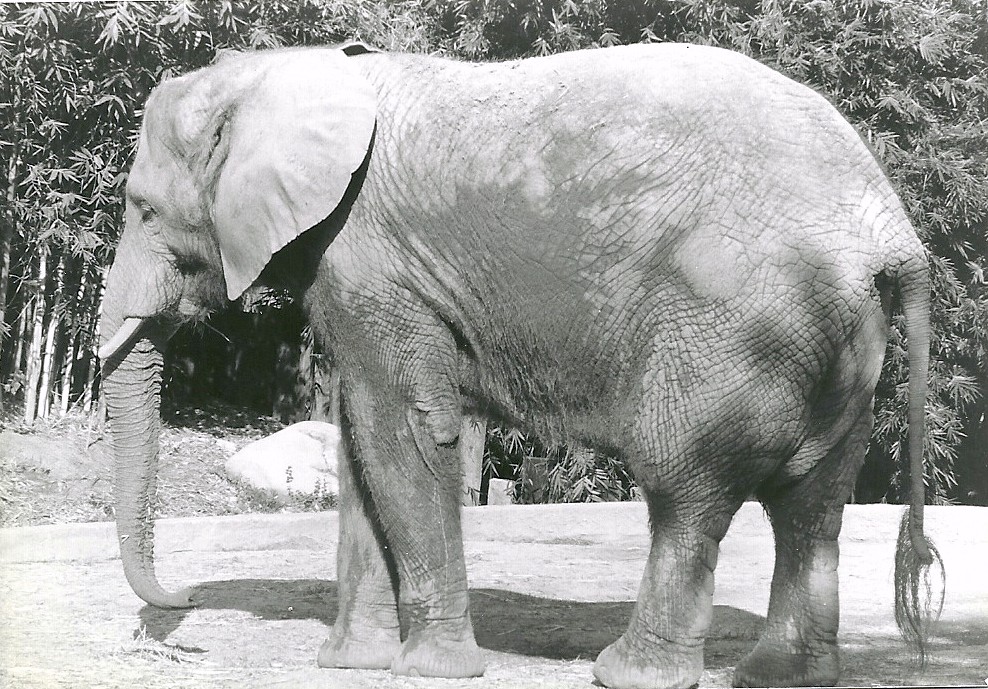 African Elephant - 1982