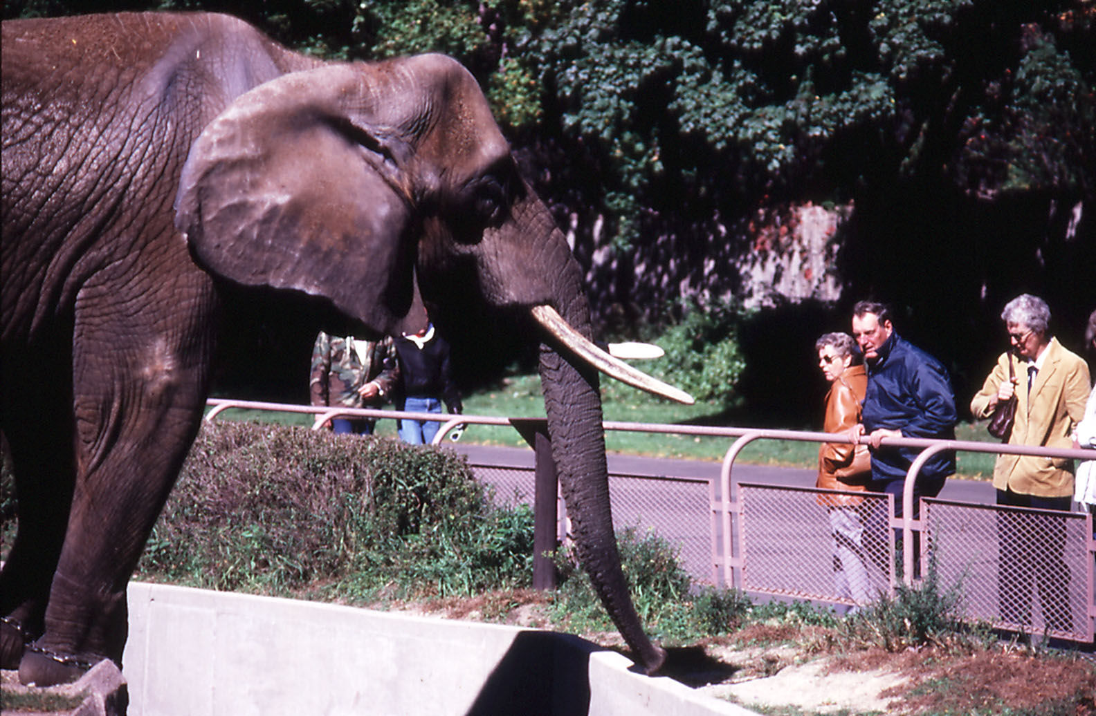 African Elephant - 1987