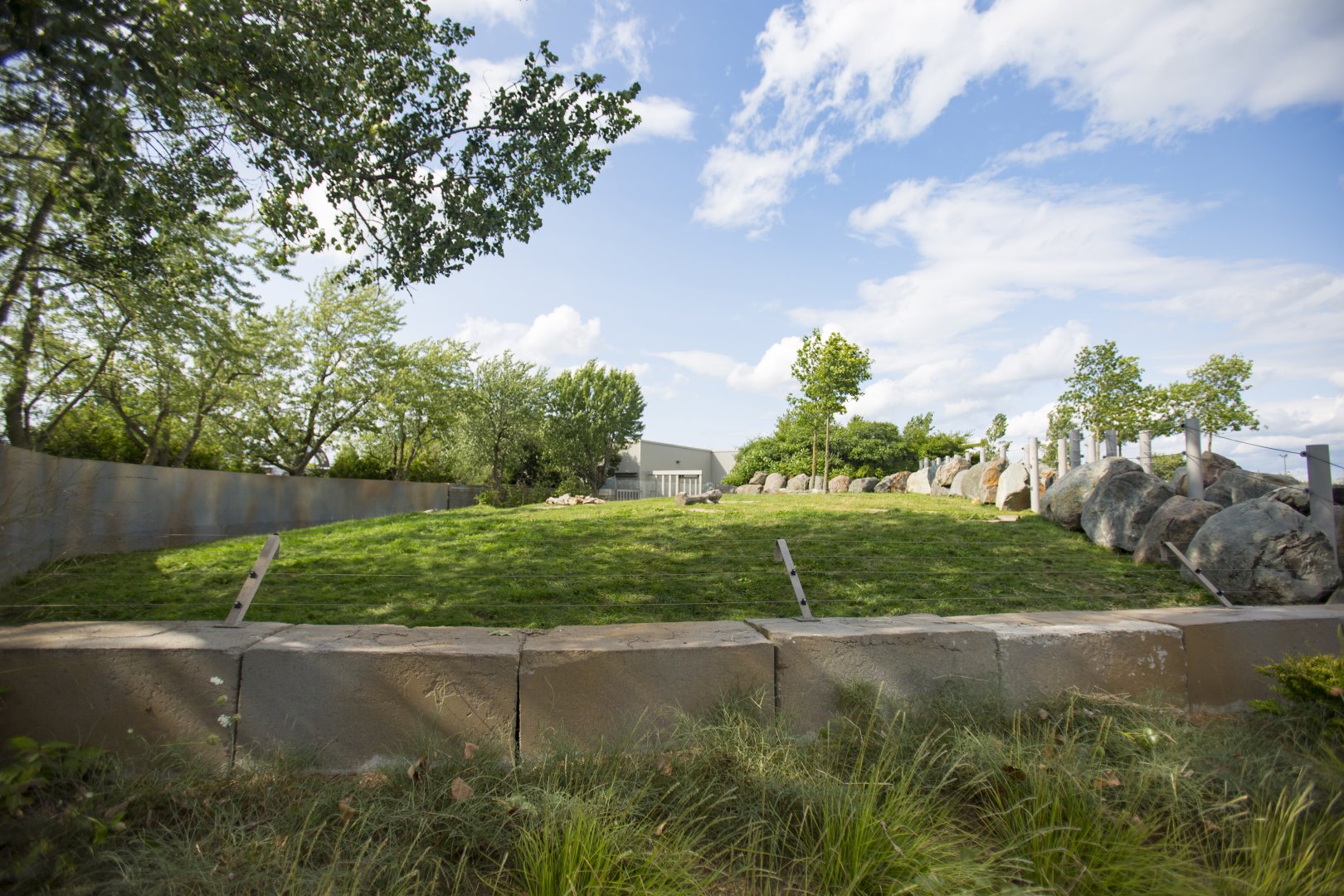 African Elephant 1st Yard