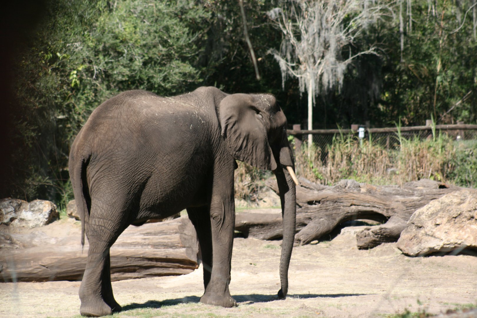 African Elephant (20/2/25)