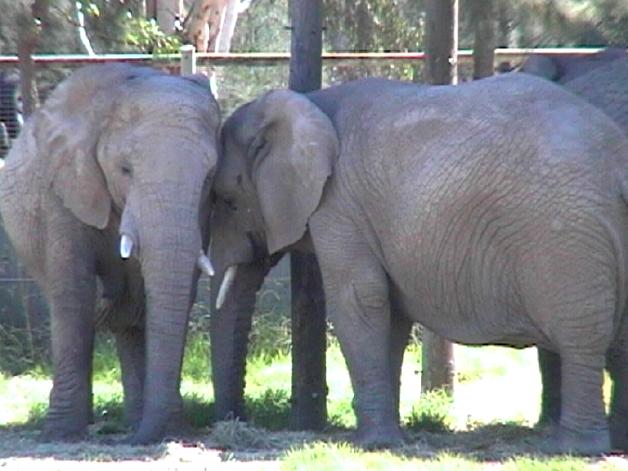 African Elephant (2004)