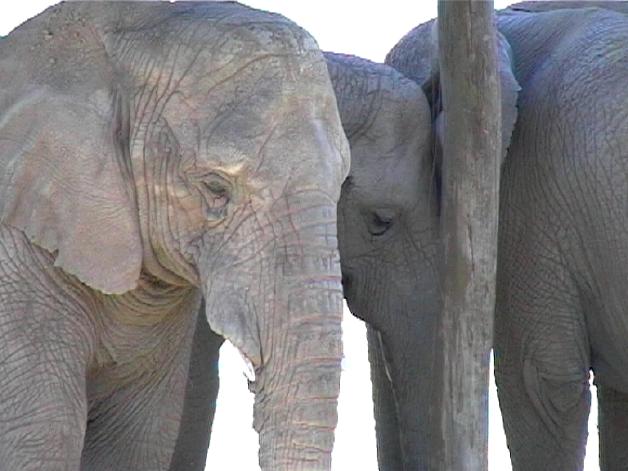 African Elephant (2004)