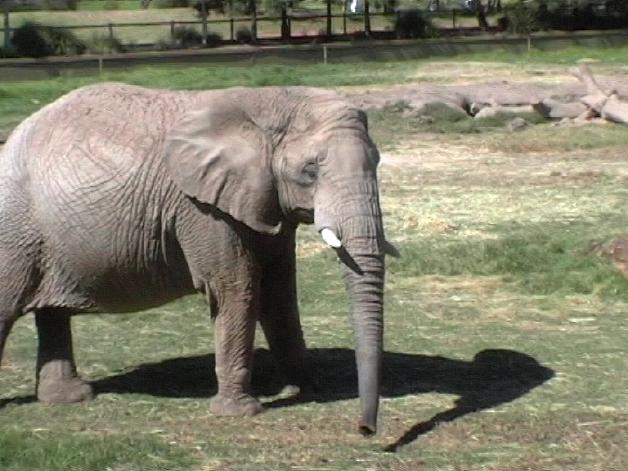 African Elephant (2004)