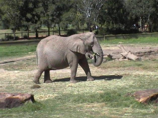 African Elephant (2004)
