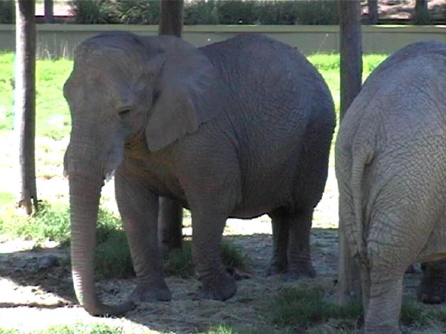 African Elephant (2004)