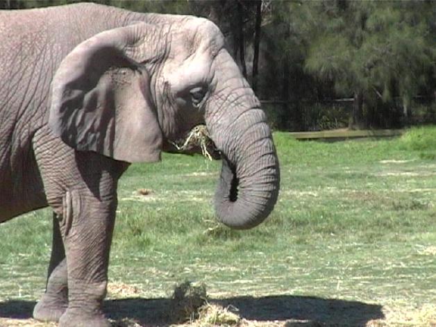 African Elephant (2004)