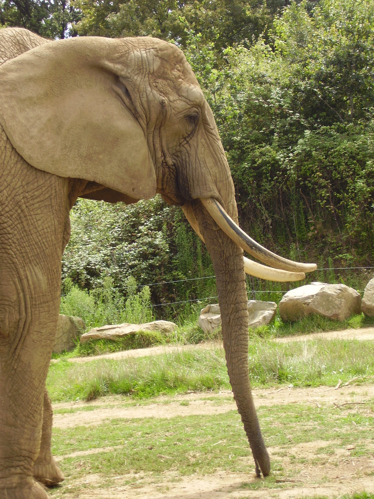 African Elephant - 2008