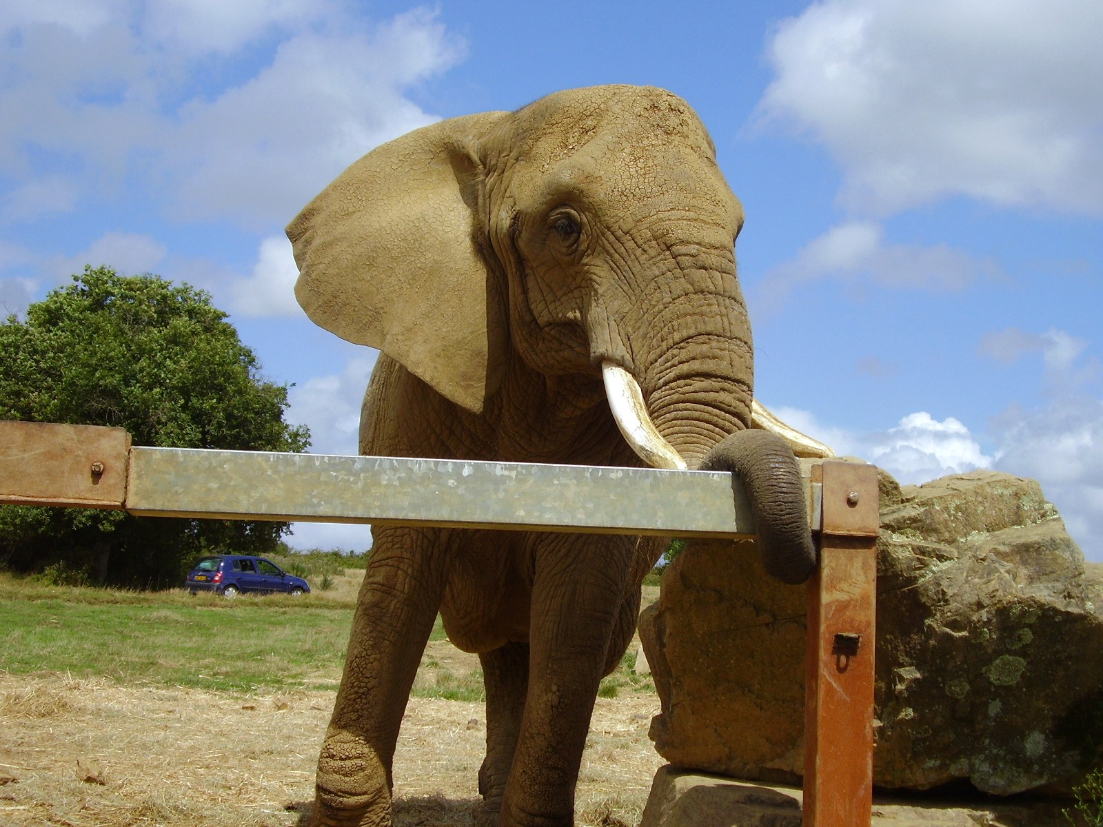 African Elephant - 2008