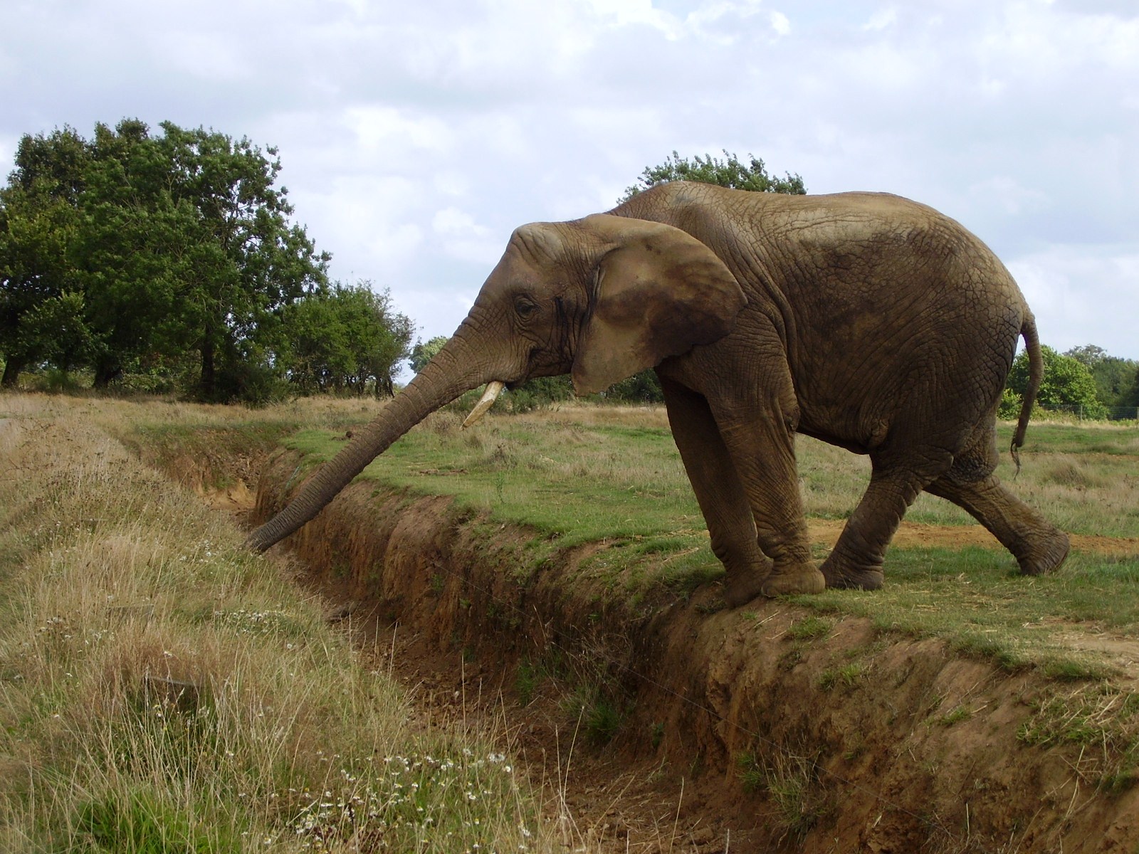 African Elephant - 2008