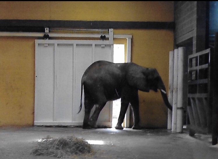 African elephant 2009